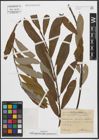 Foto von Salix appendiculata Vill. x Salix purpurea L.